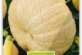 Courge 'Zentner' jaune