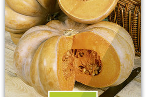 Courge 'Musqu�e de Provence'