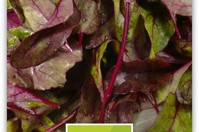 Betteraves rouges � salade / feuilles de betteraves / feuilles de betteraves rouges 'Bulls Blood'