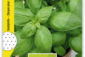 Basilic 'Genoveser', plaque de graines