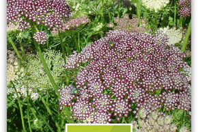 Carotte sauvage 'Papillon'