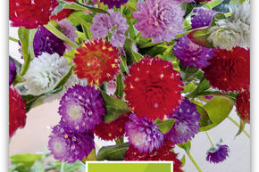 Gomphr�na globuleuse, Amarantine globuleuse 'S�lection'