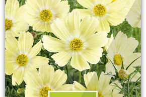 Cosmos bipenn� 'Sunset Yellow'