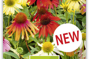 Echinac�e pourpre 'Paradiso Tall Mix'