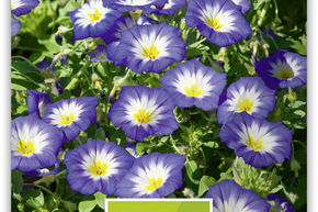 Belle de Jour Pavillon Bleu 'Blaue Flamme'