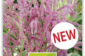 Statice 'Pink Pokers'