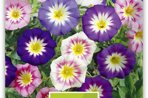Belle de Jour Pavillon Bleu 'New Ensign Formula'