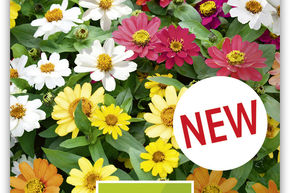 Zinnia 'Profusion Mix'