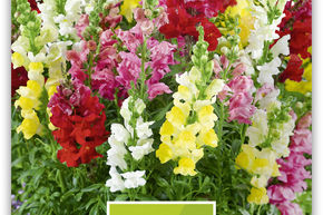 Muflier � grandes fleurs, gueule de loup - mi-haut