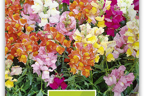 Muflier � grandes fleurs, gueule de loup - bas