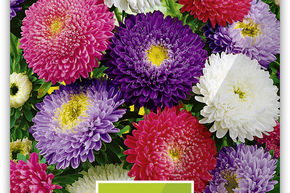 Aster d'�t� nain