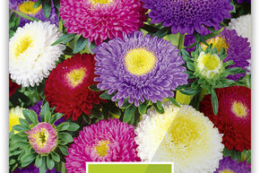 Aster d'�t� 'Pompon'