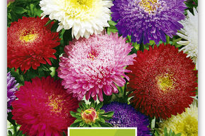 Aster d'�t� 'Prinzess'