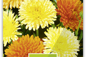 Souci des jardins m�lange