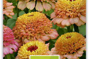 Zinnia 'Zinderella Peach'