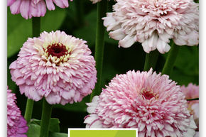 Zinnia 'Zinderella Lilac'