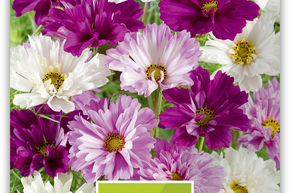 Cosmos bipenn� 'Double Click'