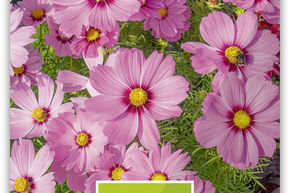 Cosmos bipenn� 'Sonata Pink Blush'