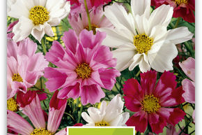 Cosmos bipenn� 'Sea Shells'