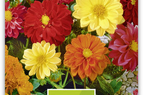 Dahlias nains