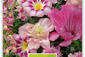 M�lange de fleurs 'Romantic Pink Feeling'