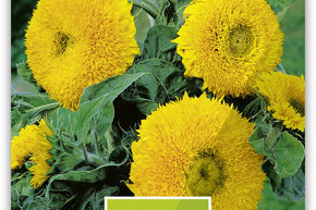 Tournesol 'Gelber Knirps' - graines