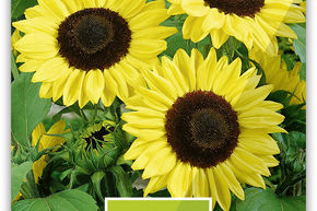 Tournesol F1 'Full Sun'