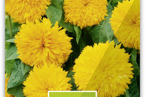 Tournesol 'Sonnengold'