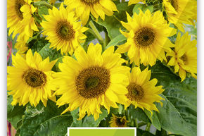 Tournesol nain 'Pacino'