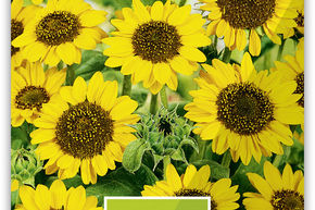 Tournesol 'Sonja'