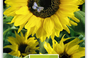 Tournesol 'Uniflorus'