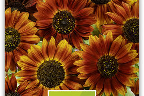 Tournesol 'Abendsonne' - graines