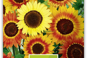 Tournesol 'Herbstsch�nheit'
