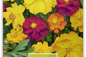 Cosmos sulphureux 'Cosmic'