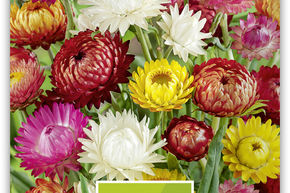 Immortelle � bract�es