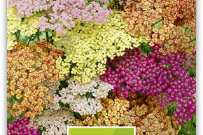 Achill�e millefeuille 'Summer Pastell' F2