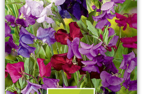 Vesce noble grandes fleurs