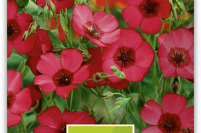 Graines de Lin rouge 'Rubrum'