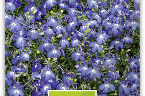 Lobelia bleu profond