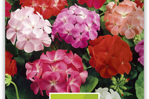 G�ranium zonale 'Ambassador', F1