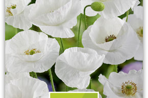 Coquelicot 'Canto'