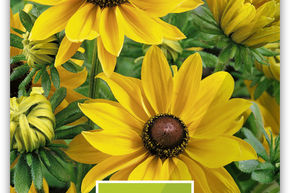 Rudbeckia 'Marmelade'
