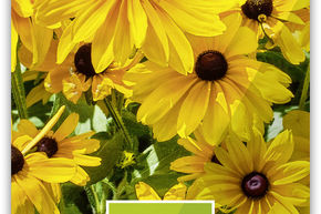 Rudbeckia 'Indian Summer'