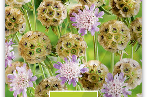 Scabieuse �toil�e 'Sternkugel'