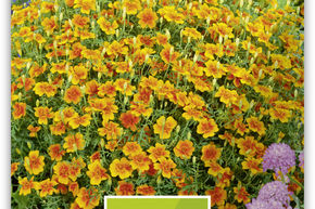 Tag�te � petites fleurs 'Gnom'