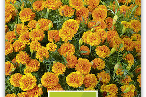 &OElig;illets d'Inde, Tag�tes 'Zwerg Orange'