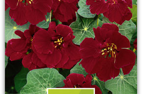 Capucine basse 'Kaiserin von Indien'