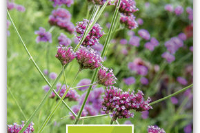 Verveine de Buenos Aires