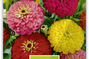 Zinnia � fleurs de dahlia