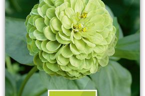 Zinnia 'Queen Lime'